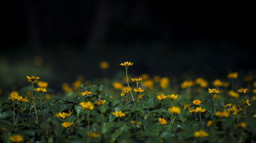 Yellow hilenthius bloom