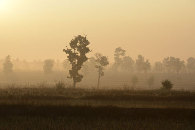 Silhouette trees on field against clear sky during sunset