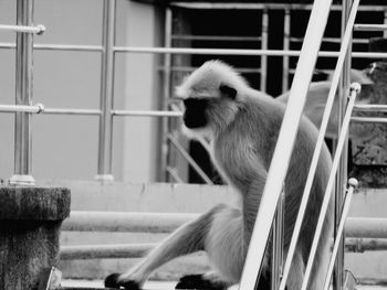 Cat sitting in cage at zoo