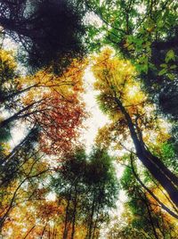 Low angle view of trees in forest