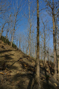 Trees in forest against sky