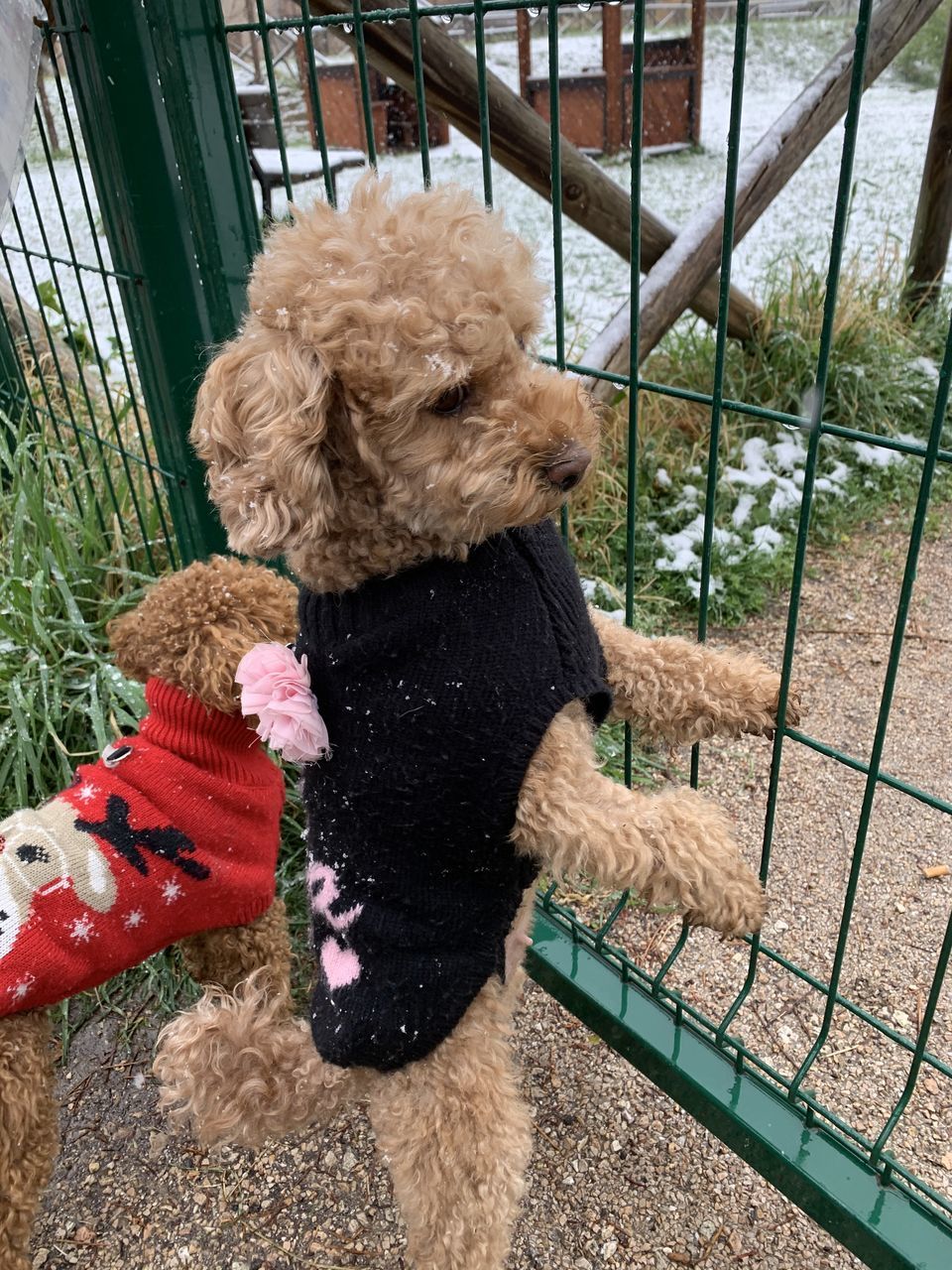 HIGH ANGLE VIEW OF A DOG ON A FENCE