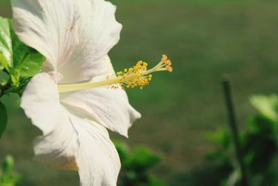 Close-up of white hibiscus blooming outdoors