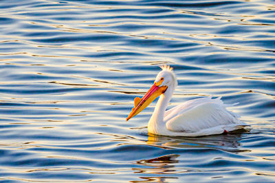 Duck swimming in lake