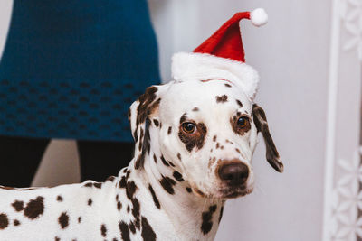 Close-up portrait of a dog