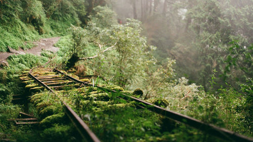 Railroad track amidst trees in forest