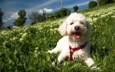 Portrait of dog relaxing on field