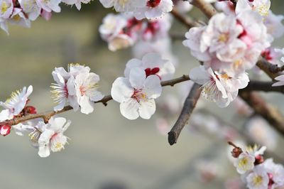 Close-up of cherry blossoms in spring