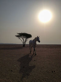 View of a horse on desert