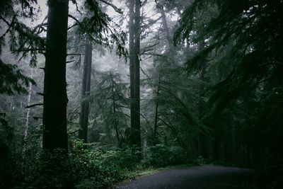 Road amidst trees in forest during mist