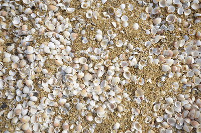 High angle view of shells on pebbles