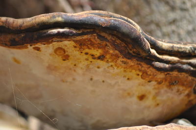 Close up of leaf