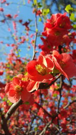 Close-up of red flowering plant