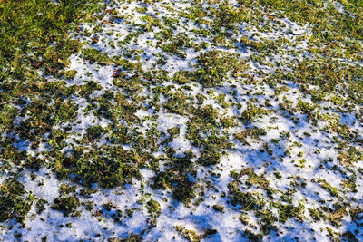 Full frame shot of moss covered land