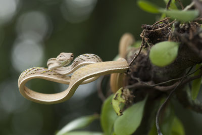 Close-up of lizard on plant