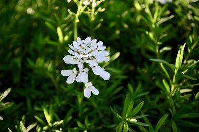 Close-up of white flowering plant