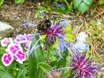 Close-up of butterfly pollinating on purple flower