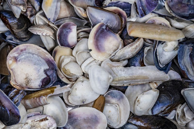 Close up sea shells at sea side