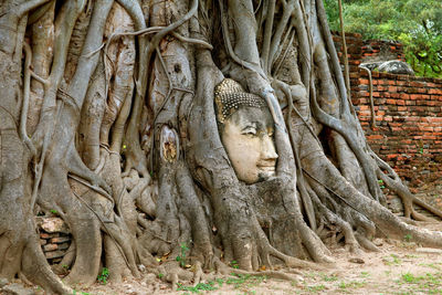 Ancient buddha statue head trapped in bodhi tree roots in wat mahathat ruins, ayutthaya, thailand