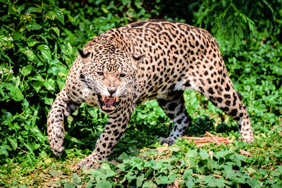 Tiger in a forest