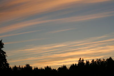 Silhouette of trees at sunset