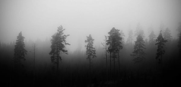 Trees in forest during foggy weather