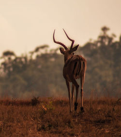 Deer standing on field