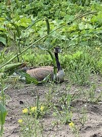 View of bird on field