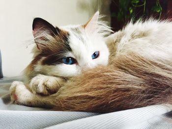 Cat resting on fabric