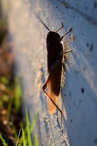 Close-up of insect