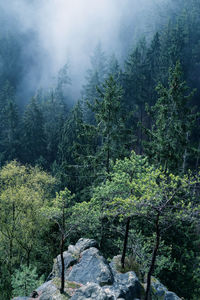 Trees in forest against sky