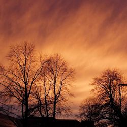 Silhouette of tree at sunset