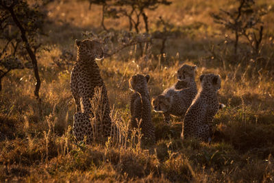Rear view of cheetahs sitting on grassy field during sunset