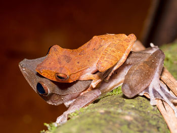 Close-up of frog on leaf