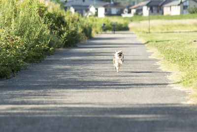 Dog running on road