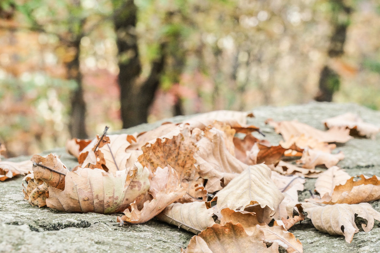 focus on foreground, close-up, dry, leaf, log, nature, outdoors, wood - material, day, brown, rock - object, selective focus, no people, autumn, forest, season, tree trunk, fallen, leaves, firewood