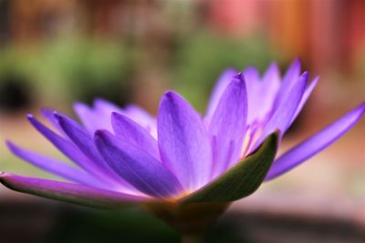 Close-up petals of purple lotus blooming. stock photo on blur background