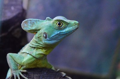 Close-up of lizard