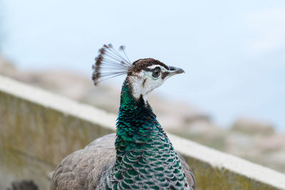 Close-up portrait of a female peacock