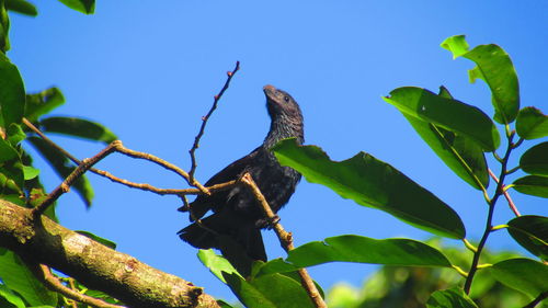 Low angle view of birds perching on tree