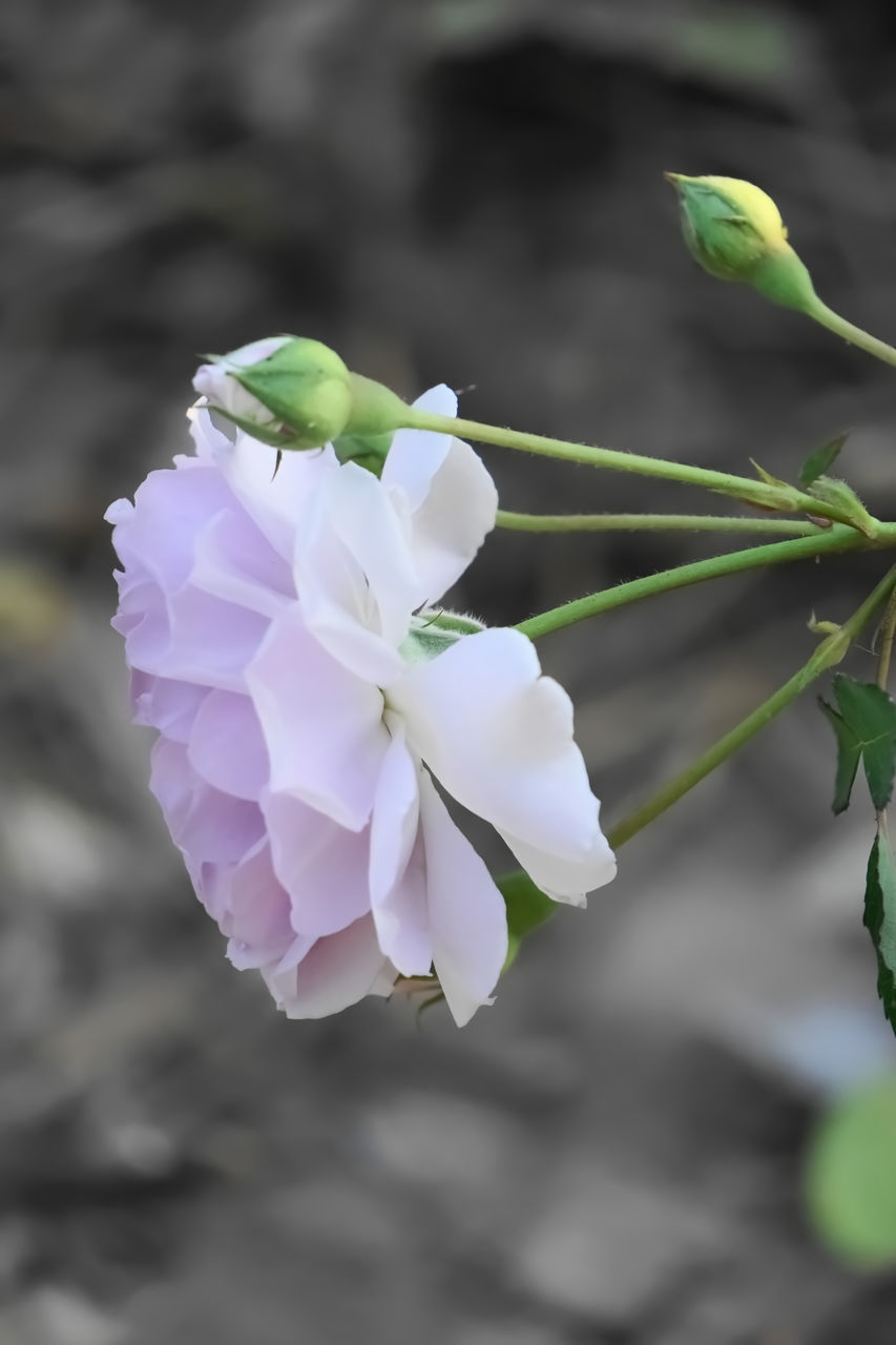 CLOSE-UP OF FLOWERING PLANT