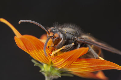 Real vespa velutina or assian wasp macro