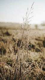 Close-up of wilted plant on field against sky