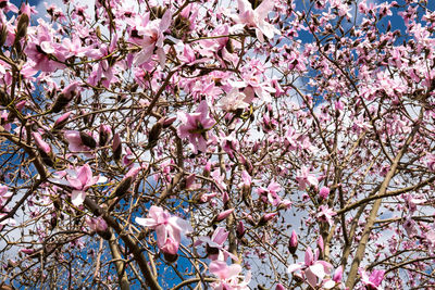 Low angle view of pink flowering tree