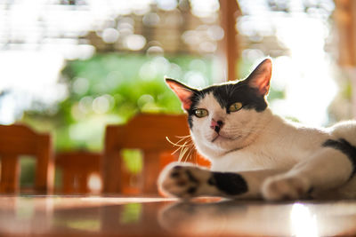 Close-up portrait of a cat