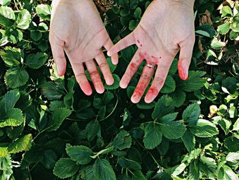 Close-up of hand holding plant