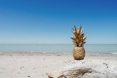 Plant growing on beach against clear blue sky