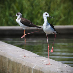 Seagulls perching on a lake