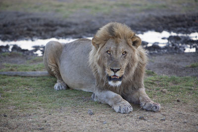 Close-up of lion