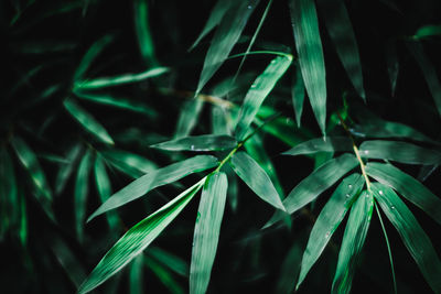 High angle view of green grass